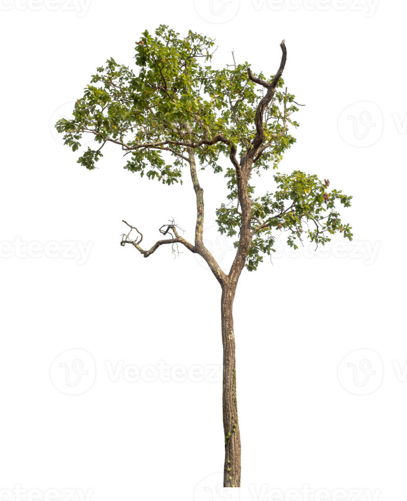 Green tree isolated on transparent background png