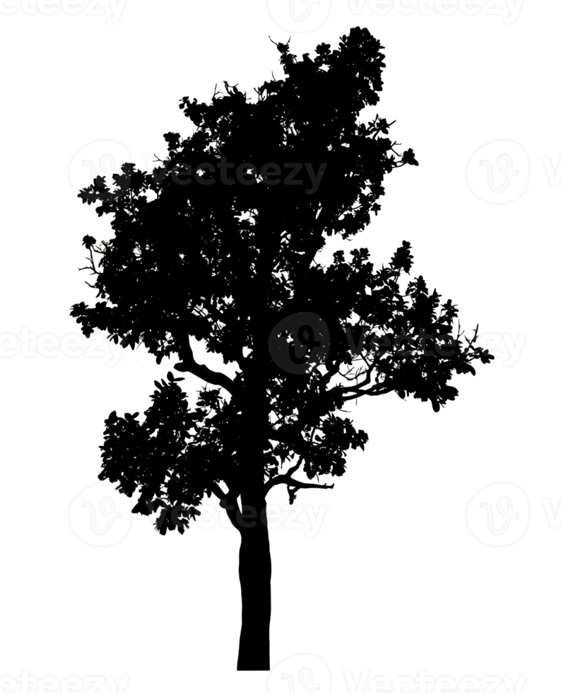 Realistic tree silhouette isolated on transparent background with clipping path and alpha channel png