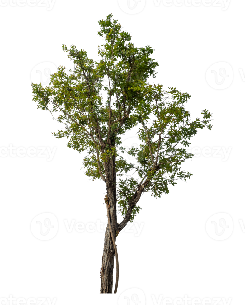 Green tree isolated on transparent background png
