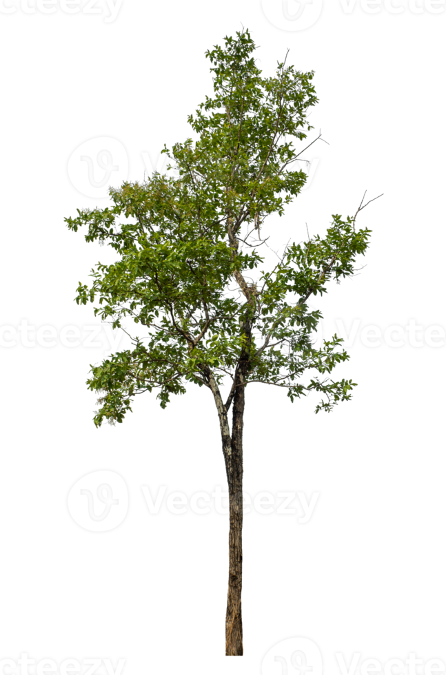 Green tree isolated on transparent background png