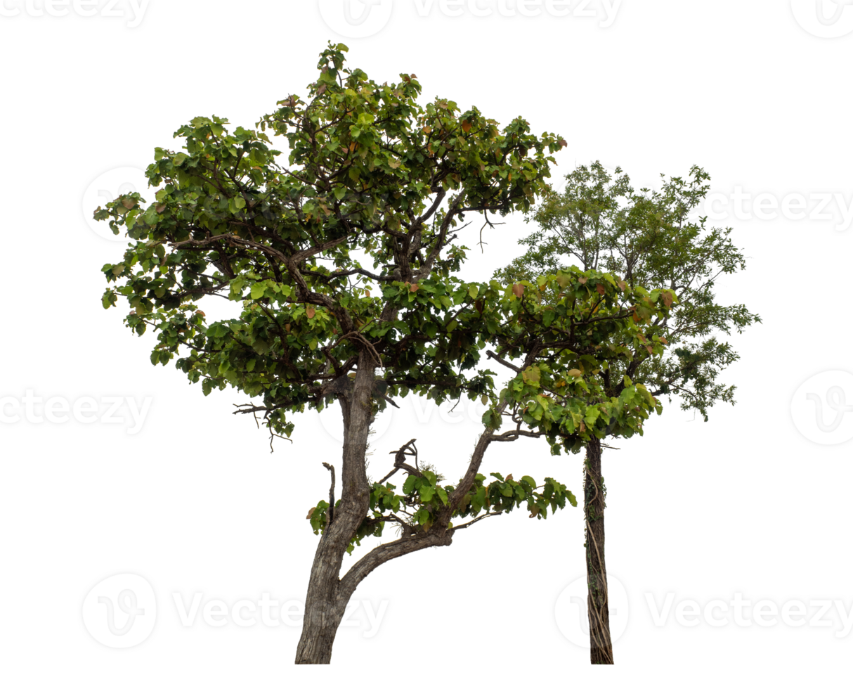 Green tree isolated on transparent background png