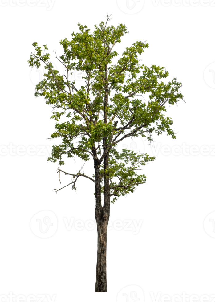 Green tree isolated on transparent background png