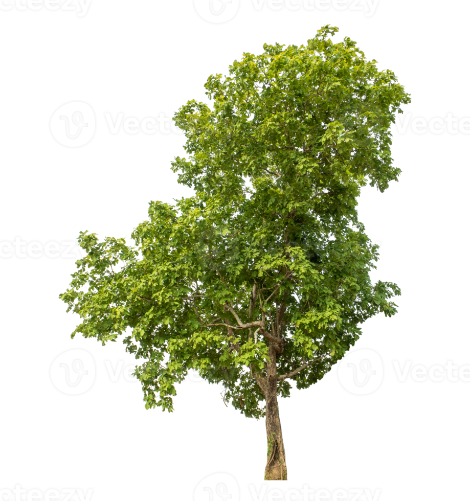 Green tree isolated on transparent background png
