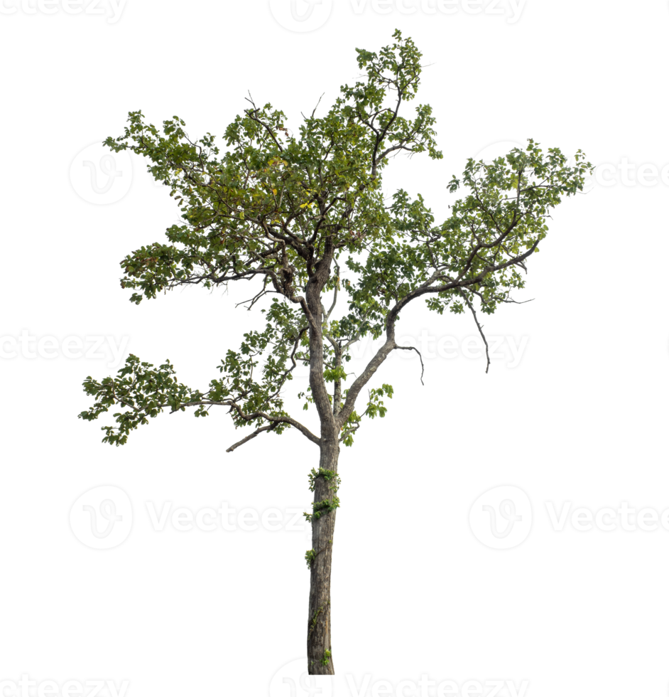 Green tree isolated on transparent background png