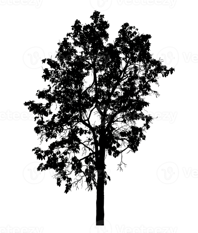 Realistic tree silhouette isolated on transparent background with clipping path and alpha channel png