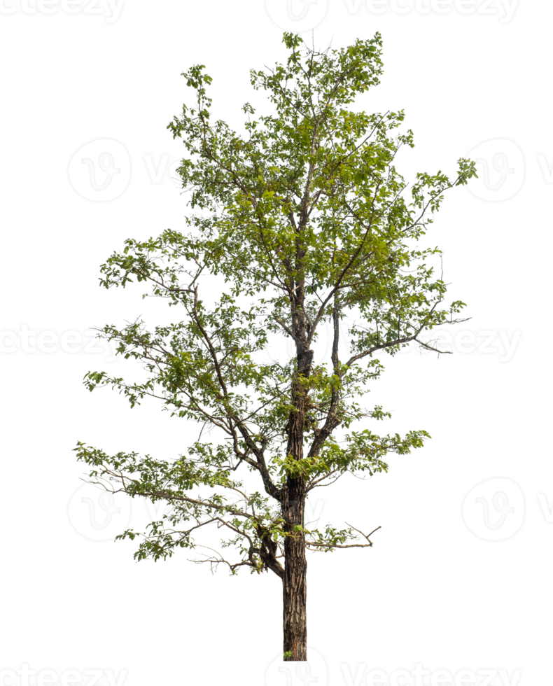 Green tree isolated on transparent background png