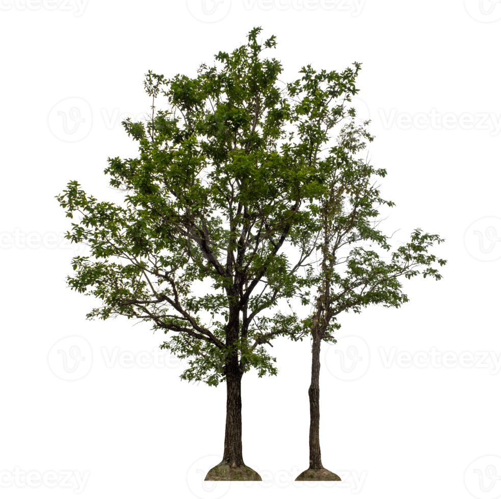 Tree isolated on transparent background png
