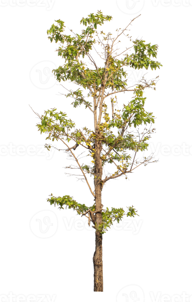 Tree isolated on transparent background png