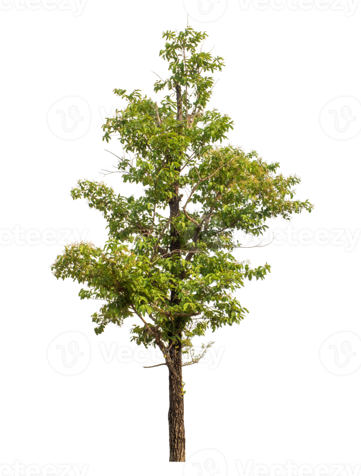 Green tree isolated on transparent background png