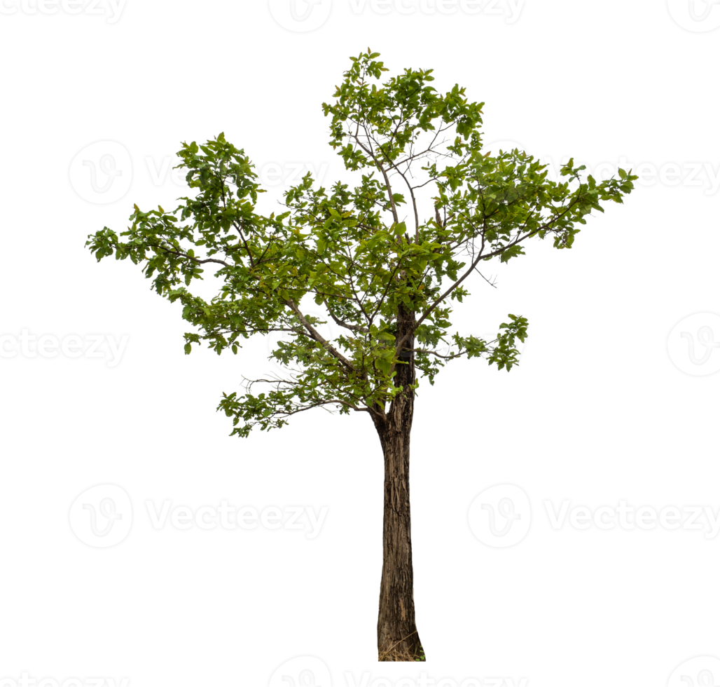 Green tree isolated on transparent background png