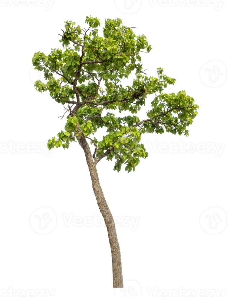 Green tree isolated on transparent background png