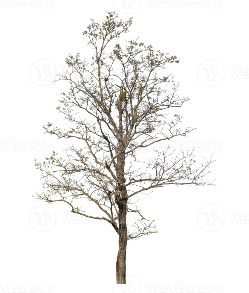 Tree isolated on transparent background png