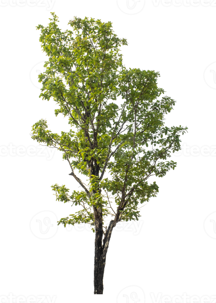 Green tree isolated on transparent background png