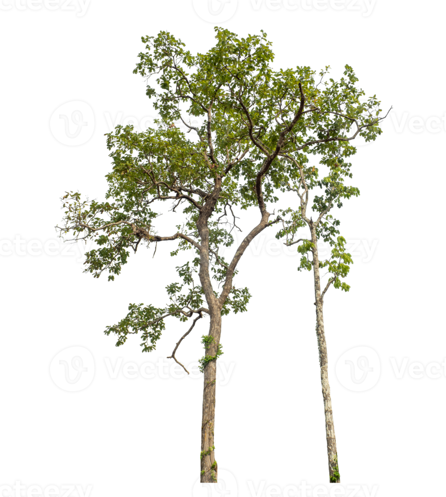 Green tree isolated on transparent background png