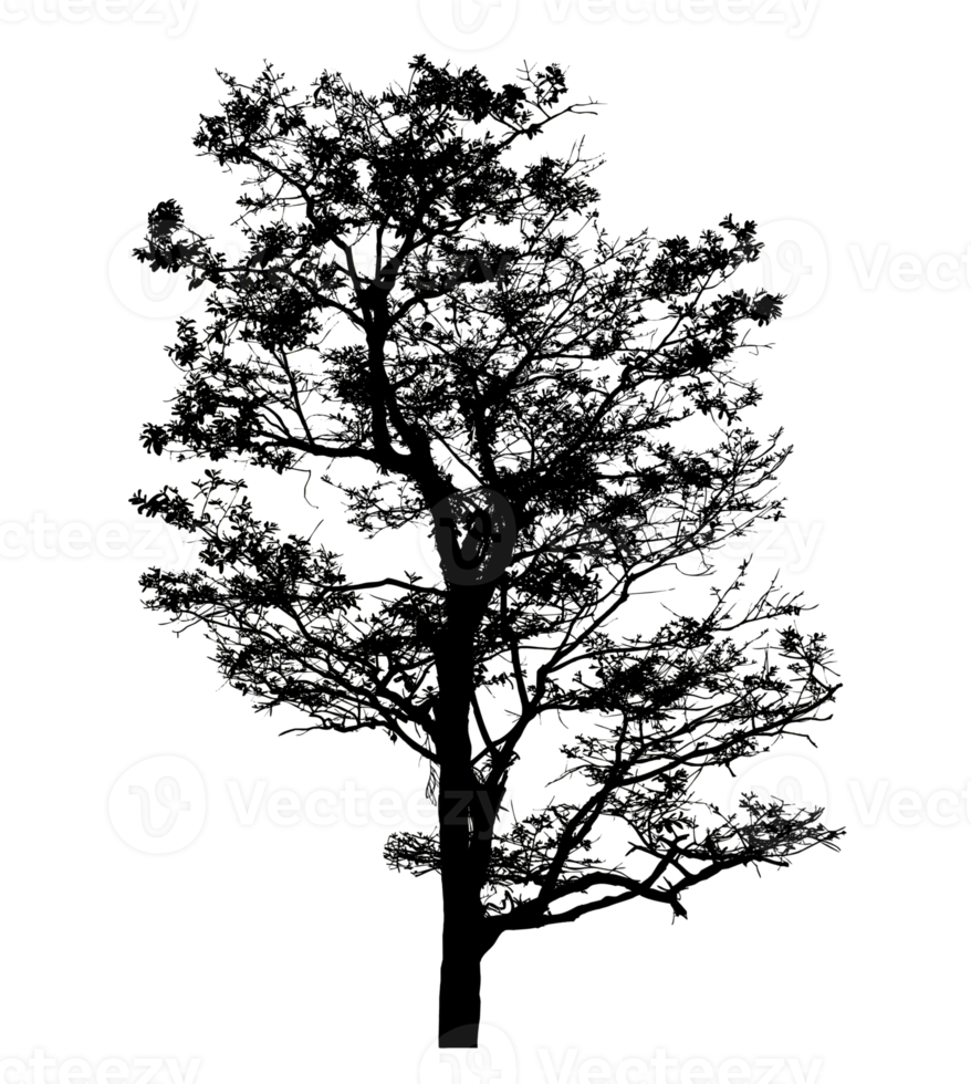 Realistic tree silhouette isolated on transparent background with clipping path and alpha channel png