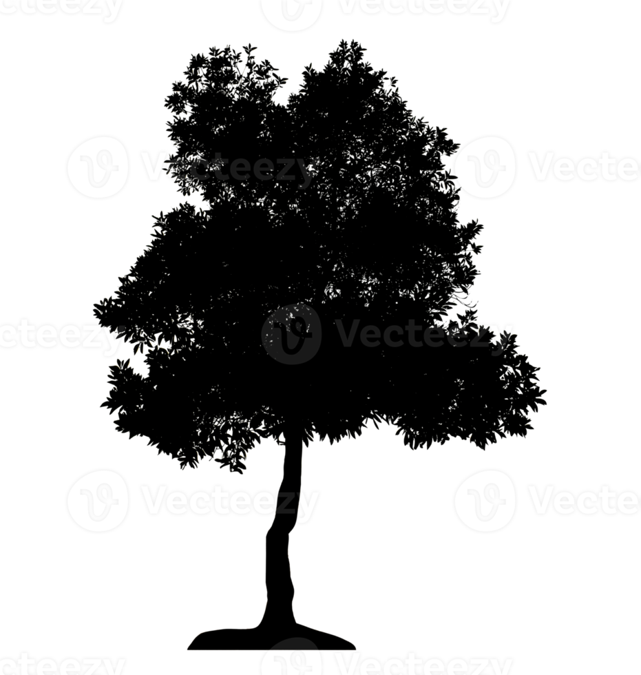 Realistic tree silhouette isolated on transparent background with clipping path and alpha channel png