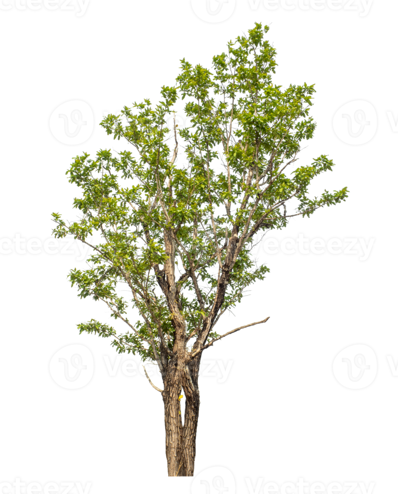 Green tree isolated on transparent background png
