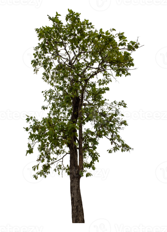 Green tree isolated on transparent background png
