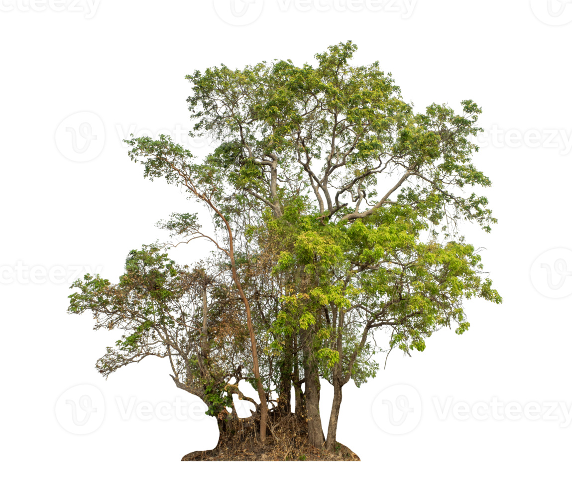 Green tree isolated on transparent background png