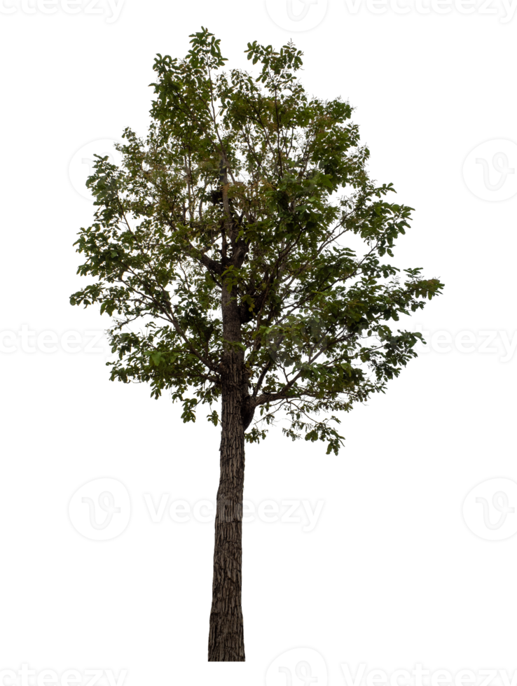 Tree isolated on transparent background png
