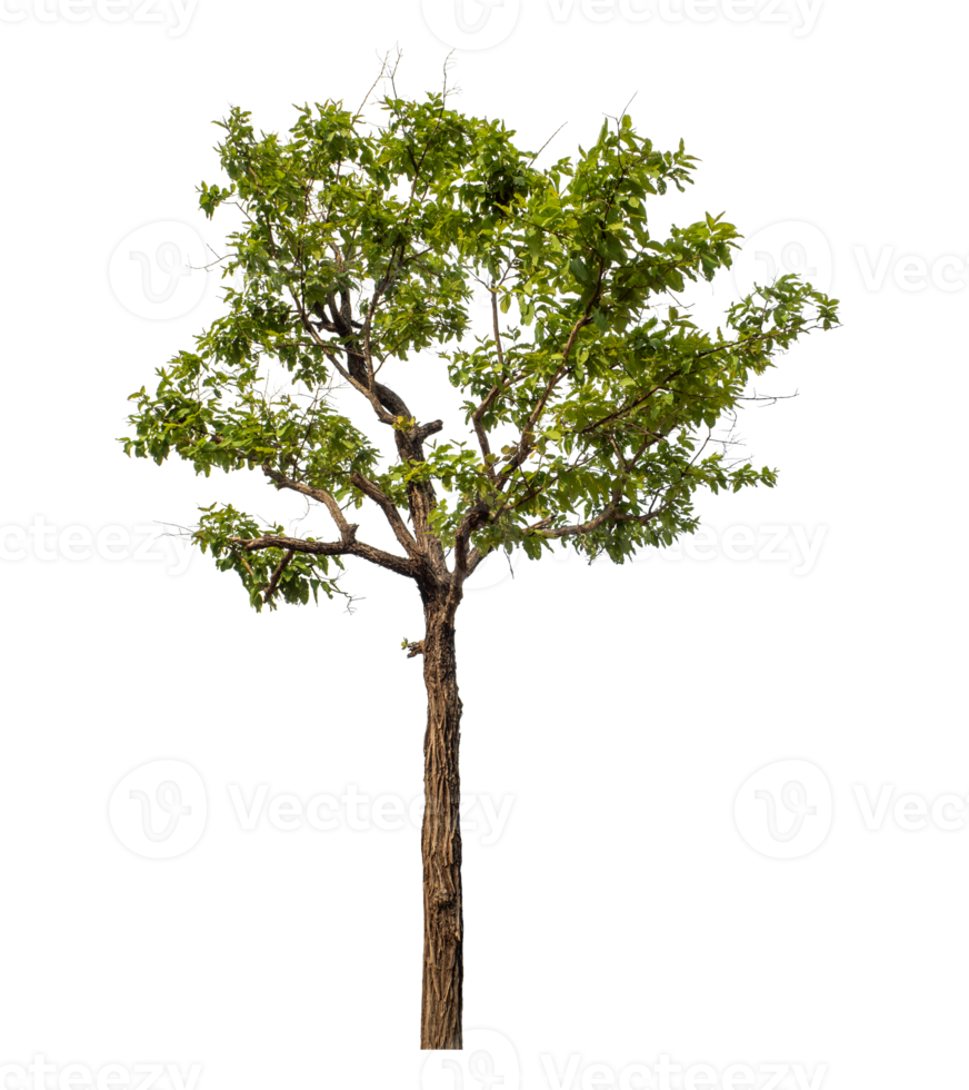 Green tree isolated on transparent background png