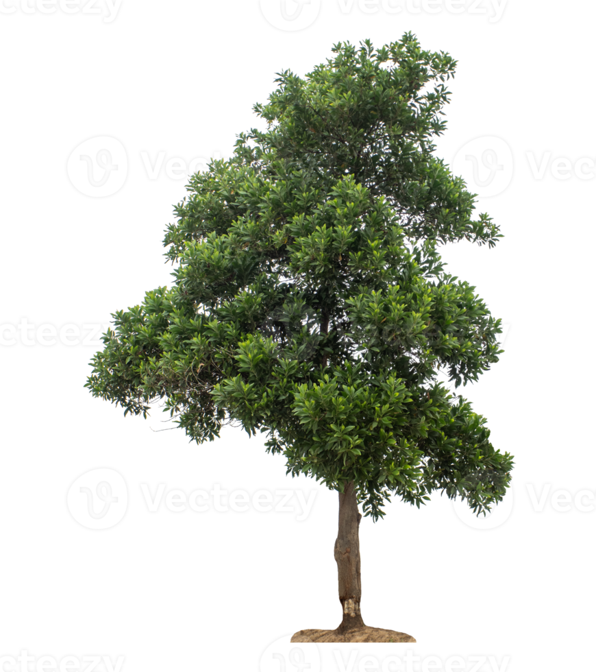 Green tree isolated on transparent background png