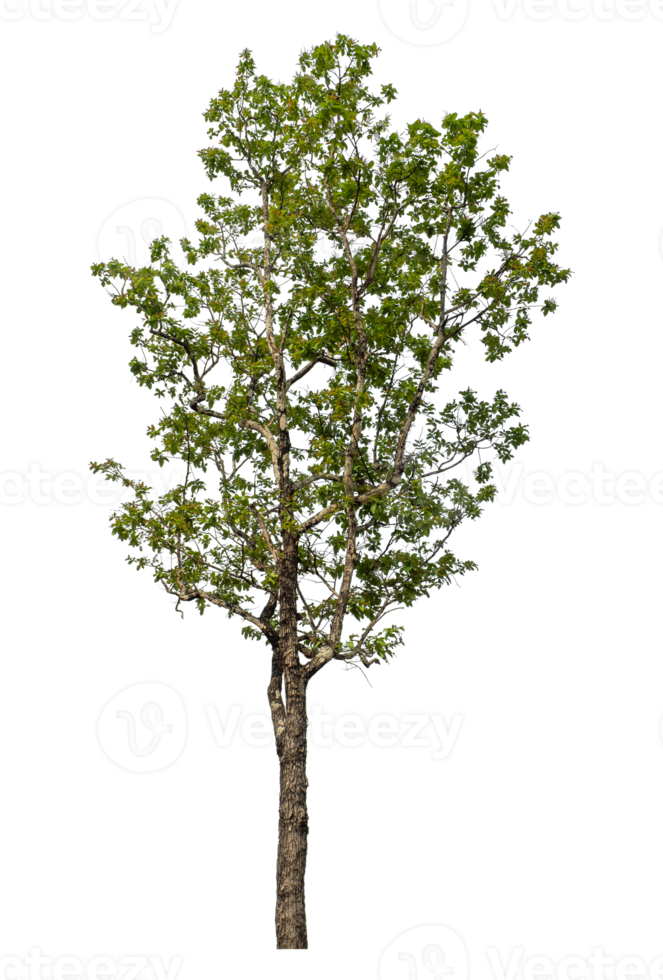 Green tree isolated on transparent background png