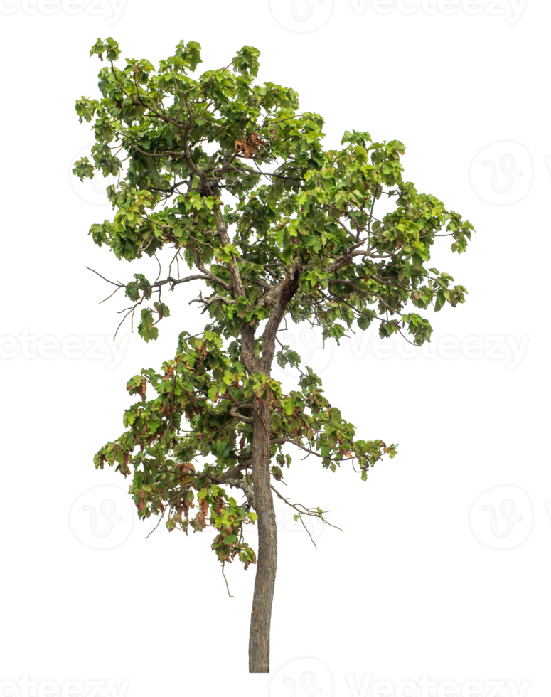 Green tree isolated on transparent background png