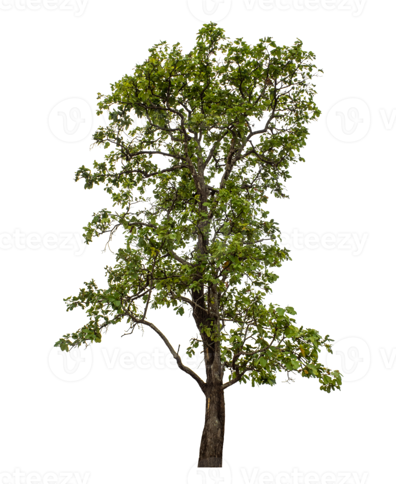 Green tree isolated on transparent background png