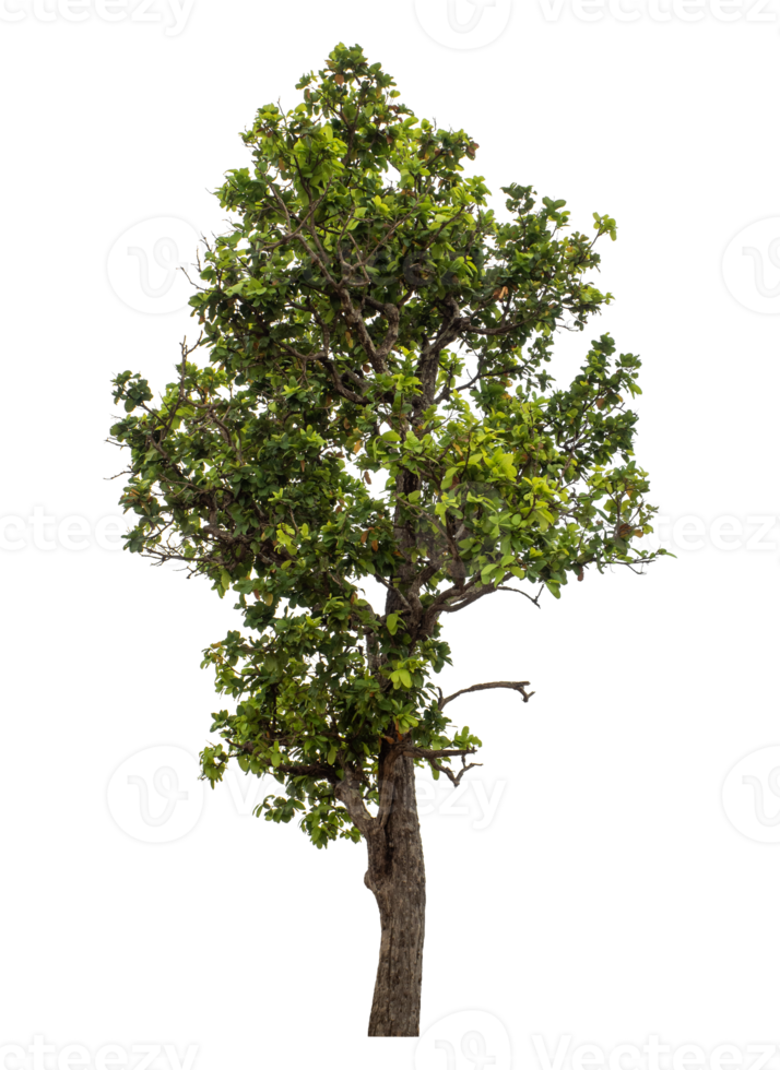 Green tree isolated on transparent background png