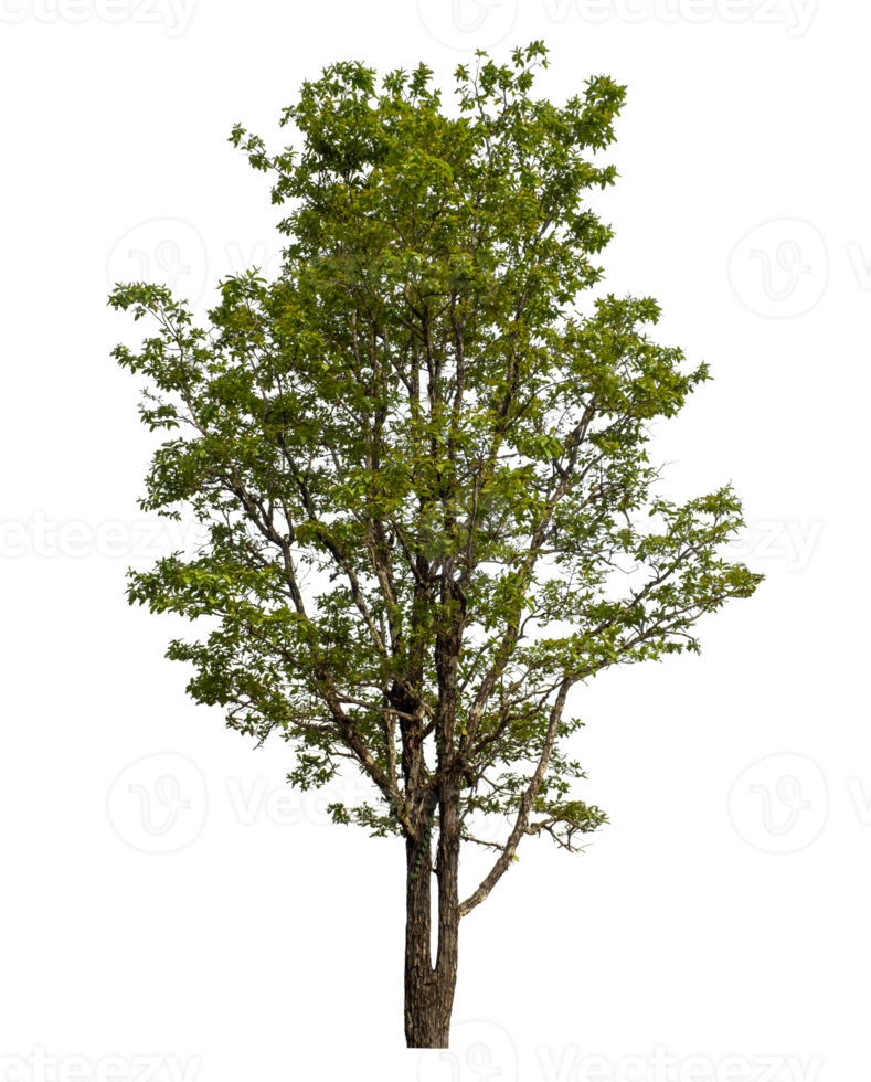 Green tree isolated on transparent background png