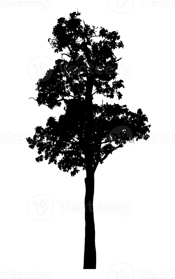Realistic tree silhouette isolated on transparent background with clipping path and alpha channel png