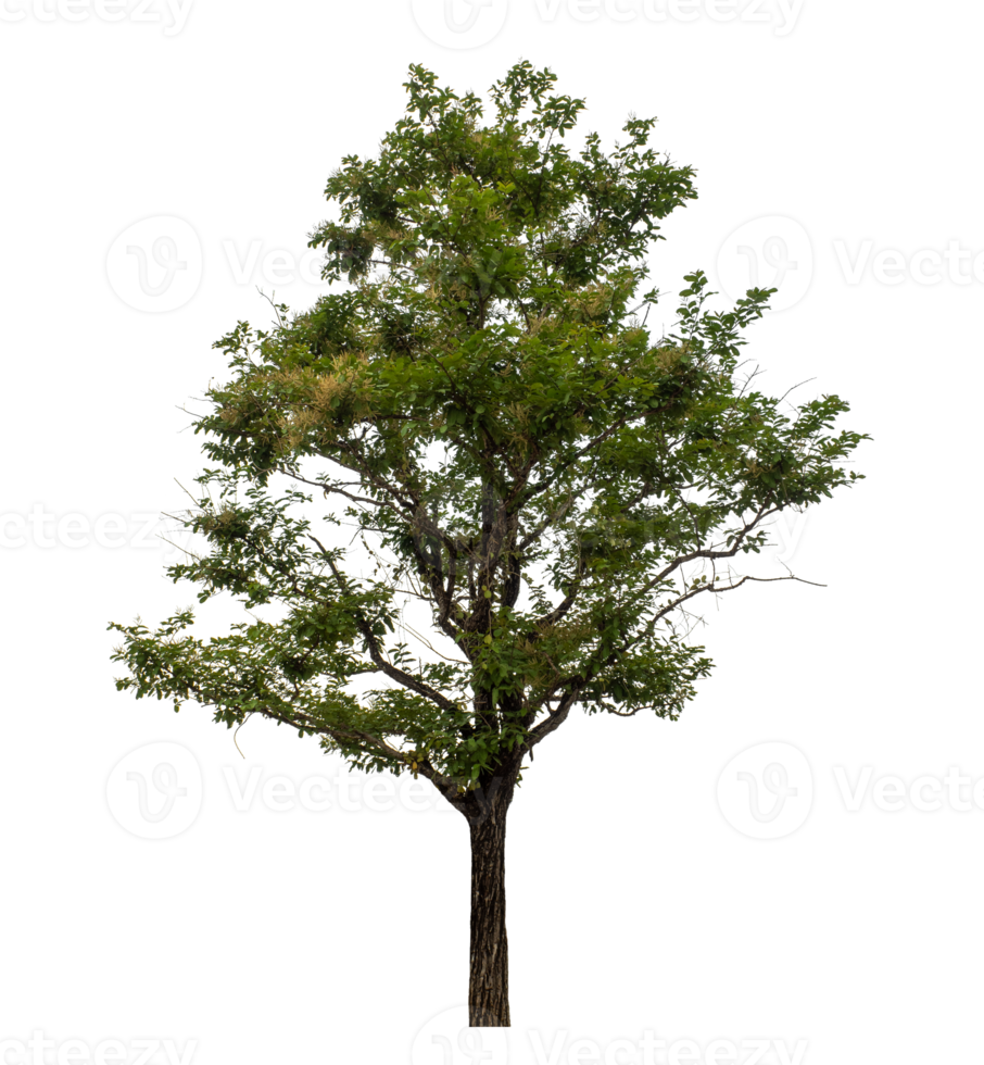 Green tree isolated on transparent background png