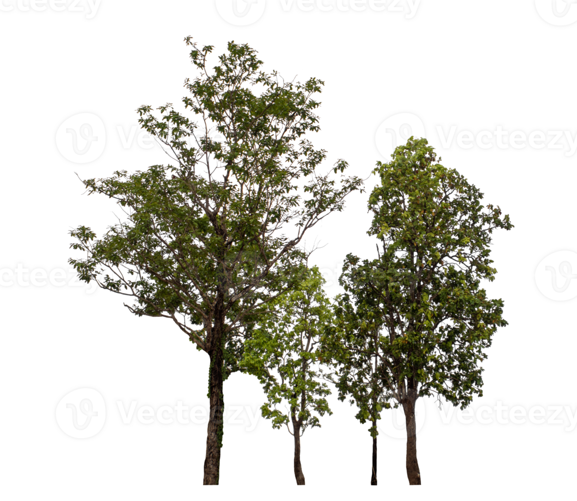 Group of trees isolated on transparent background png