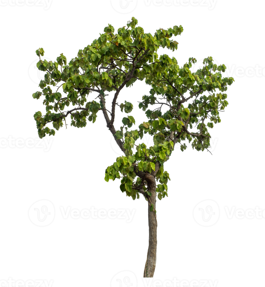 Green tree isolated on transparent background png