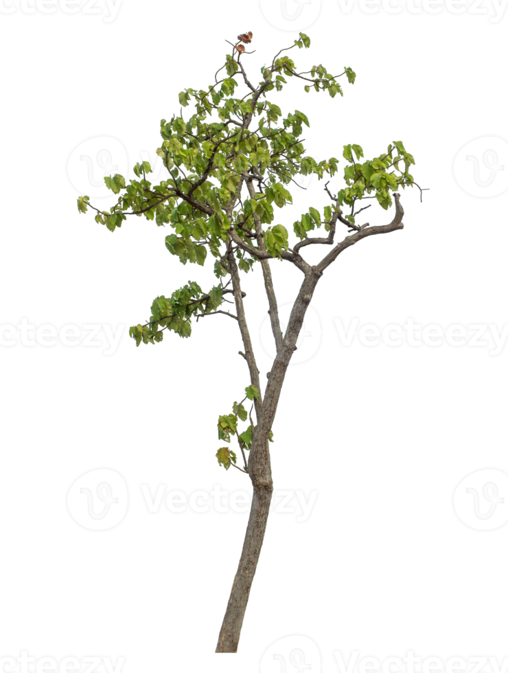 Green tree isolated on transparent background png