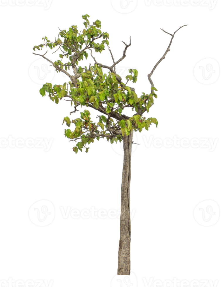 Green tree isolated on transparent background png