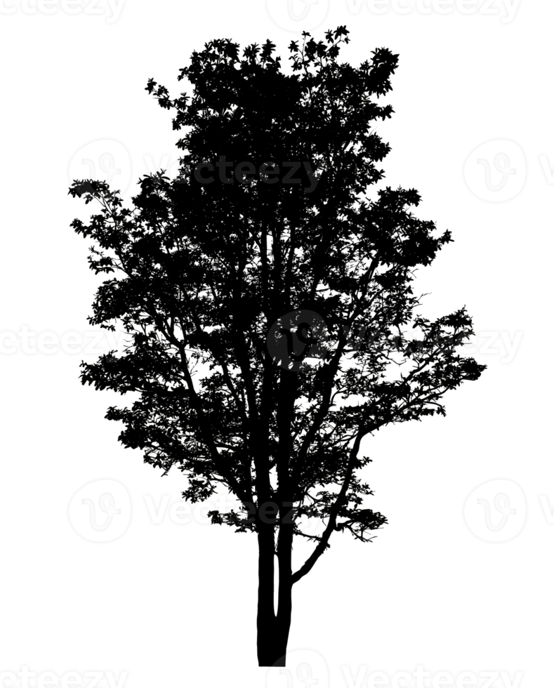 Realistic tree silhouette isolated on transparent background with clipping path and alpha channel png