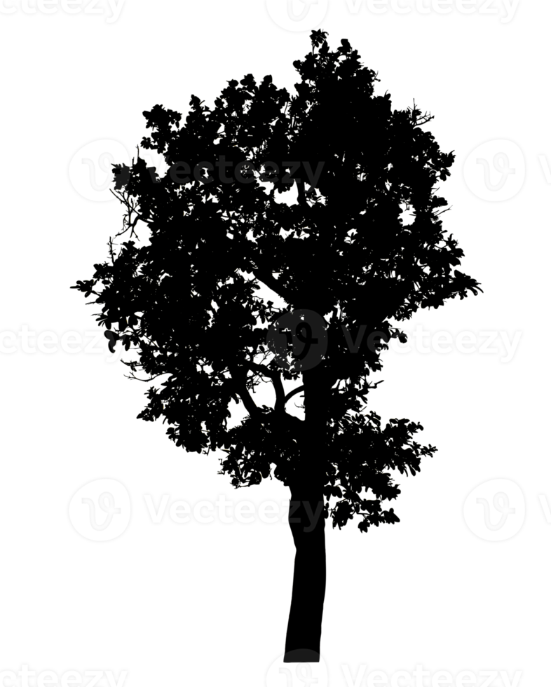 Realistic tree silhouette isolated on transparent background with clipping path and alpha channel png