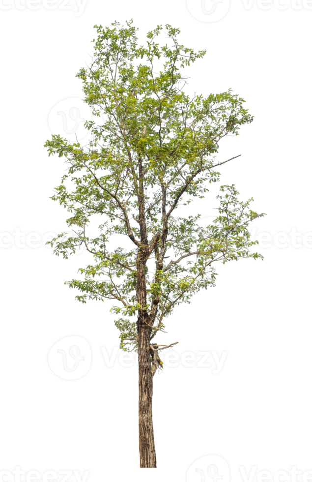 Green tree isolated on transparent background png