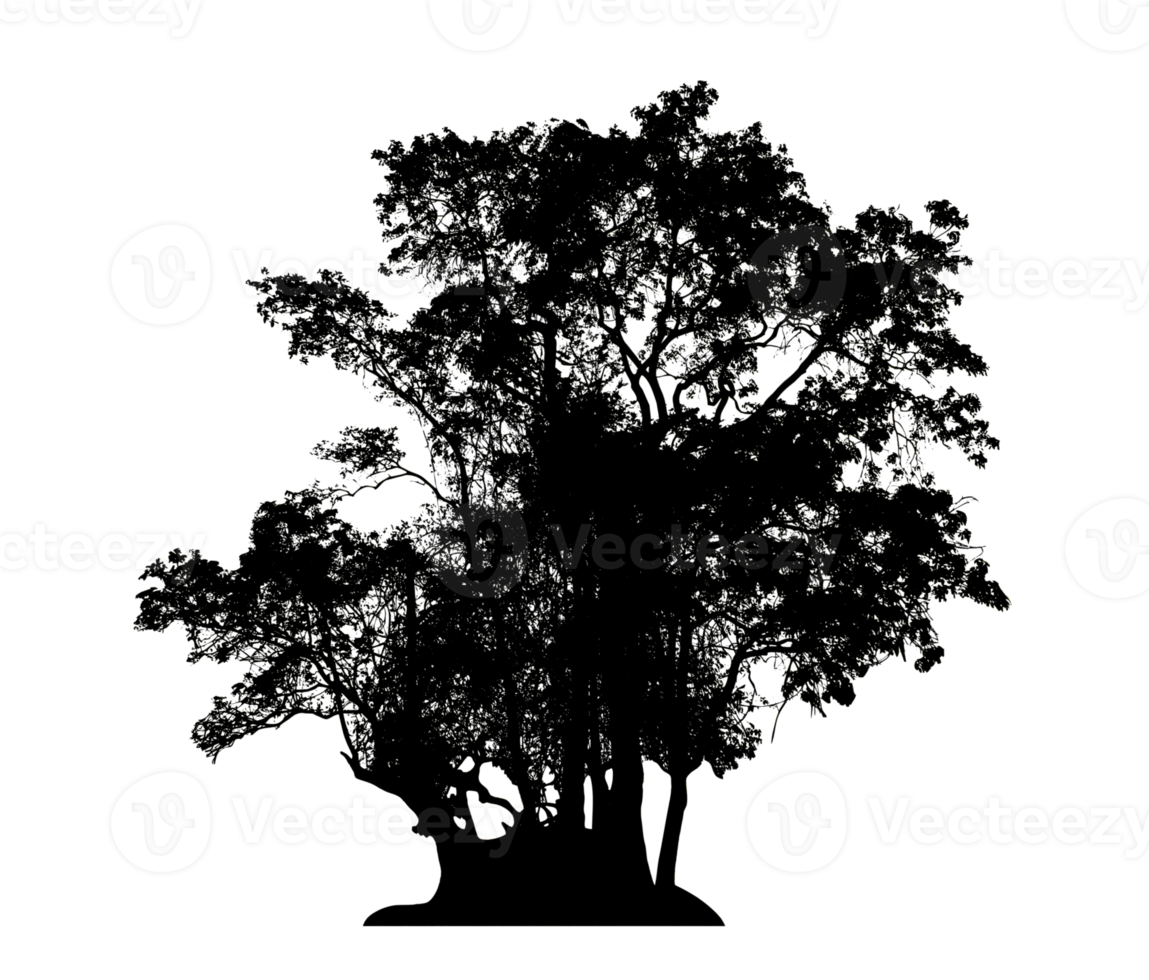 Realistic tree silhouette isolated on transparent background with clipping path and alpha channel png