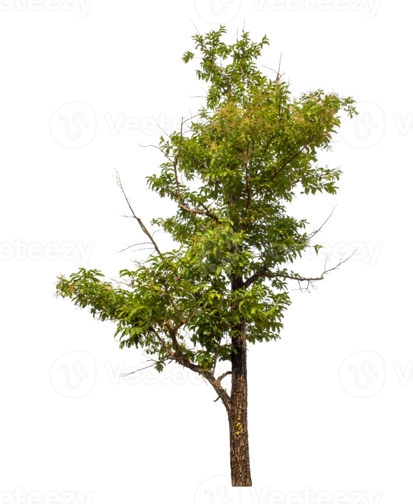 Green tree isolated on transparent background png