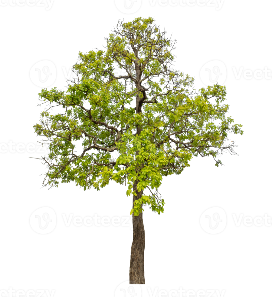 Green tree isolated on transparent background png