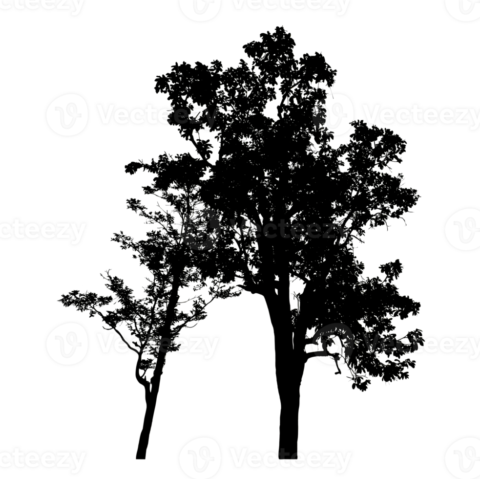 Realistic tree silhouette isolated on transparent background with clipping path and alpha channel png
