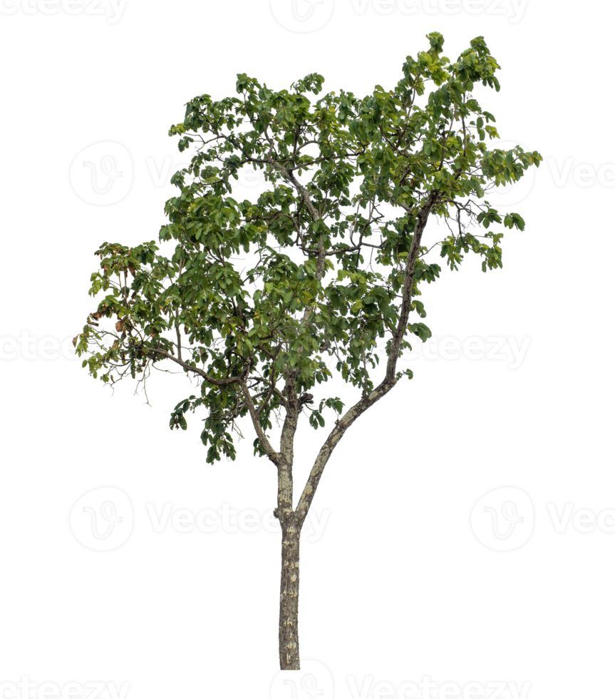 Green tree isolated on transparent background png