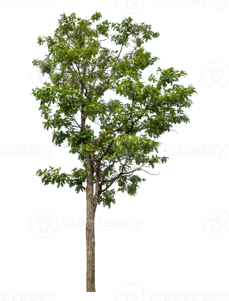 Green tree isolated on transparent background png