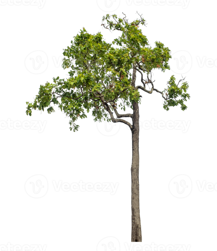 Green tree isolated on transparent background png