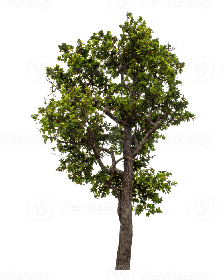 Green tree isolated on transparent background png