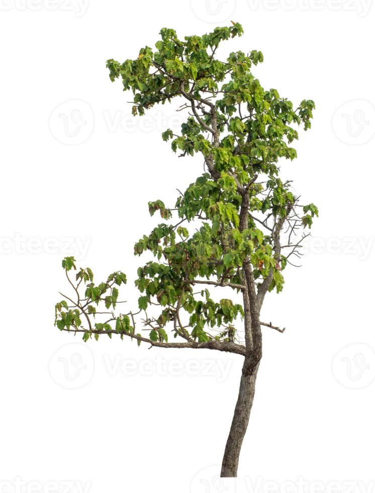Green tree isolated on transparent background png