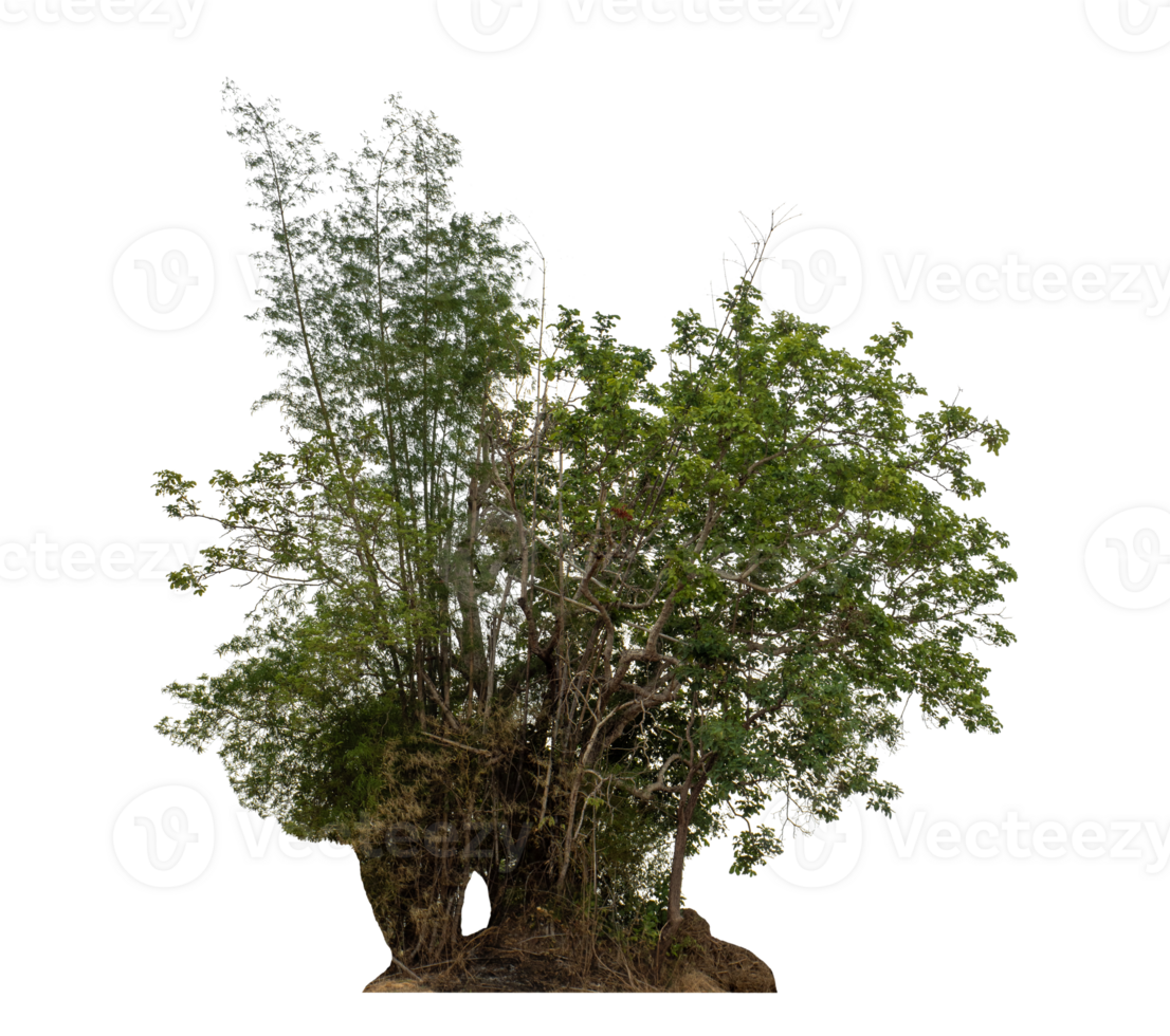 Green tree isolated on transparent background png